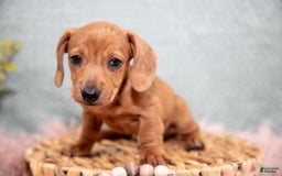 Miniature Dachshund dogs for sale: Fawn - Image 2