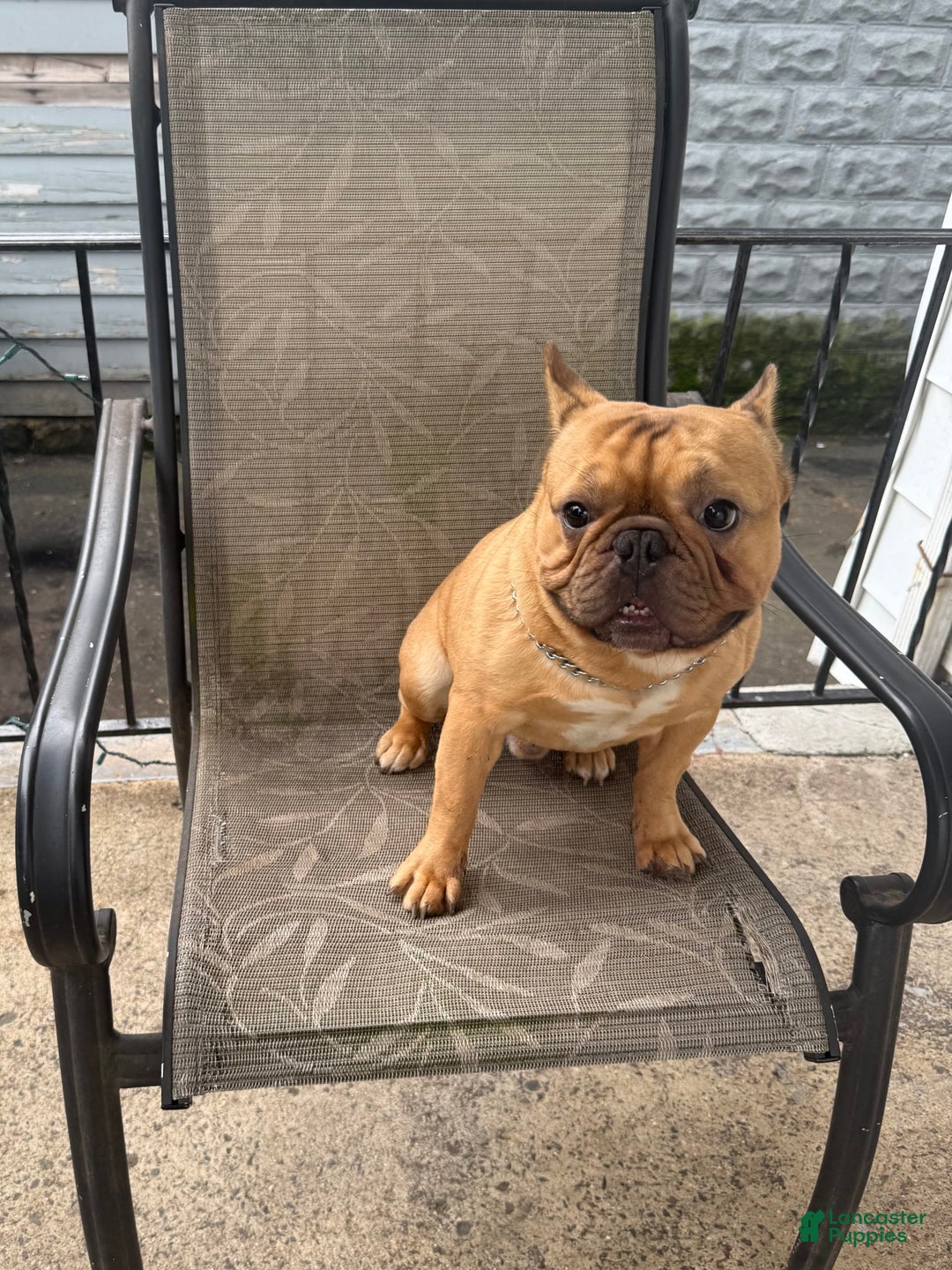 French Bulldog dogs for sale: Simba - Image 5