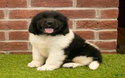 Newfoundland dogs for sale: Amber - Image 3