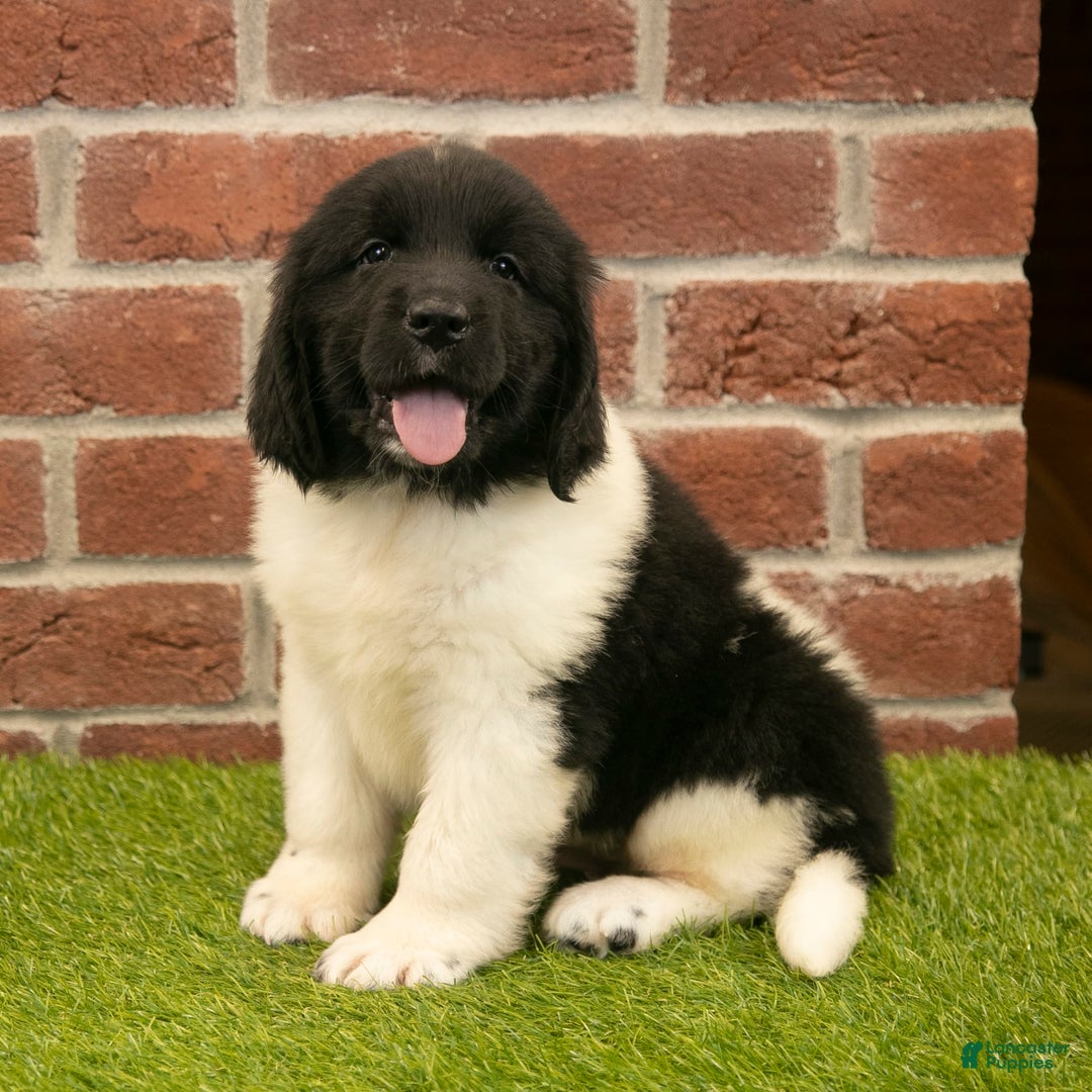 Newfoundland dogs for sale: Amber - Image 3
