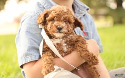 Toy Poodle dogs for sale: Reese - Image 8