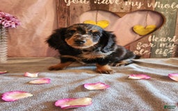 Miniature Dachshund dogs for sale: Oliver - Image 8