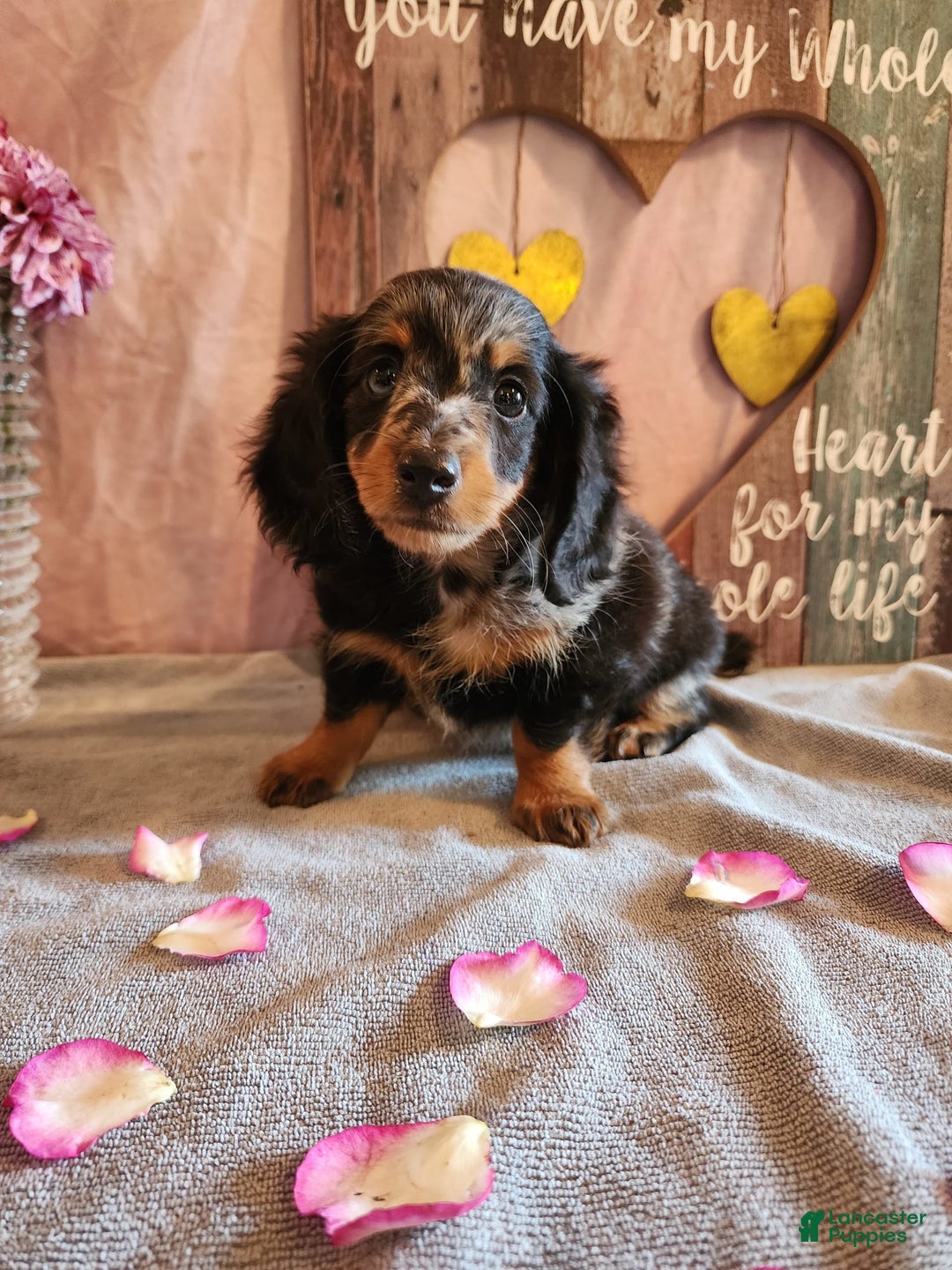 Miniature Dachshund dogs for sale: Oliver - Image 8