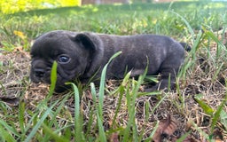 French Bulldog dogs for sale: Gru - Image 3