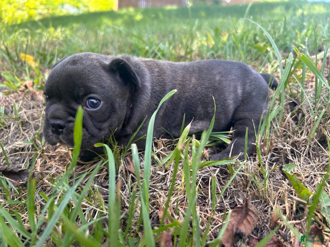 French Bulldog dogs for sale: Gru - Image 3