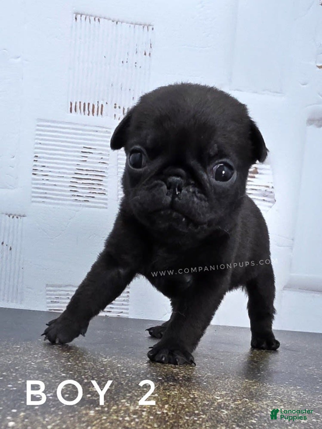 Pug dogs for sale: Runt - Champion Lines - Image 3