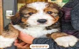 Bernedoodle dogs for sale: Dusty - Image 21