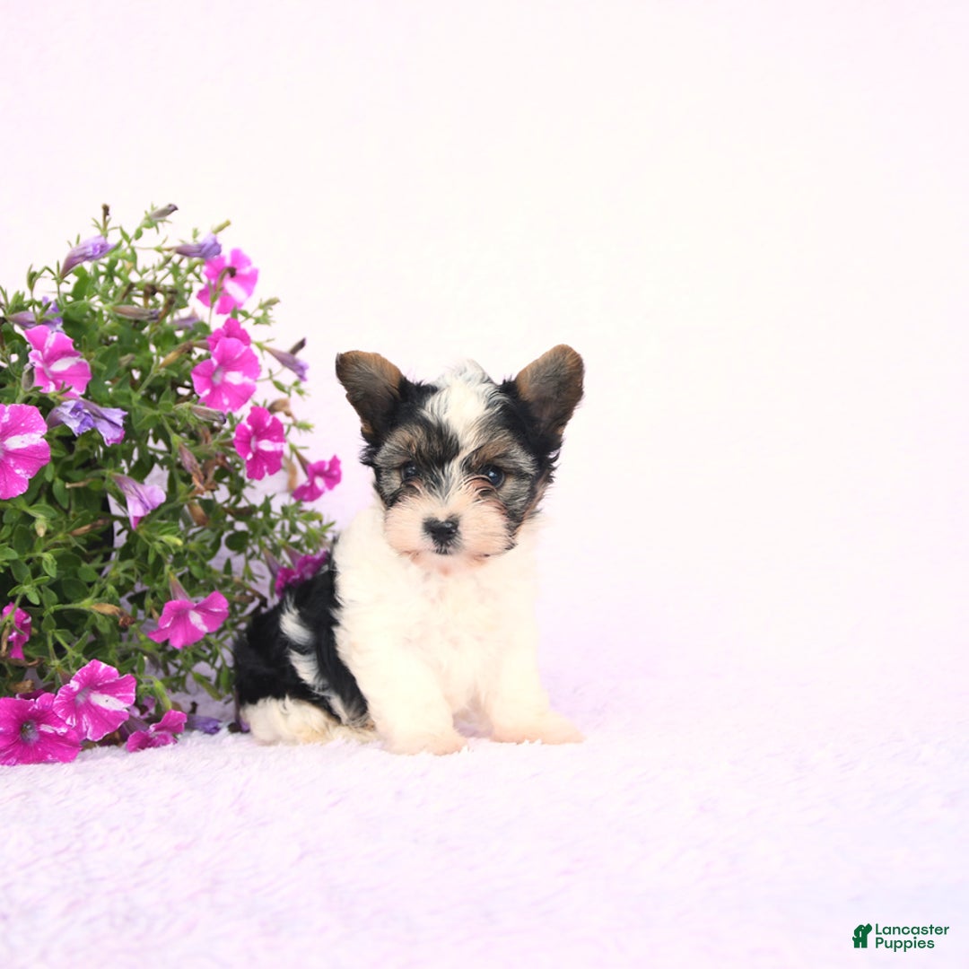 Yorkshire Terrier dogs for sale: Gus - Image 3