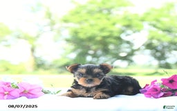 Yorkshire Terrier dogs for sale: Kinley - Image 4