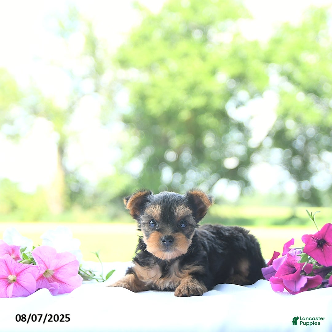 Yorkshire Terrier dogs for sale: Kinley - Image 4