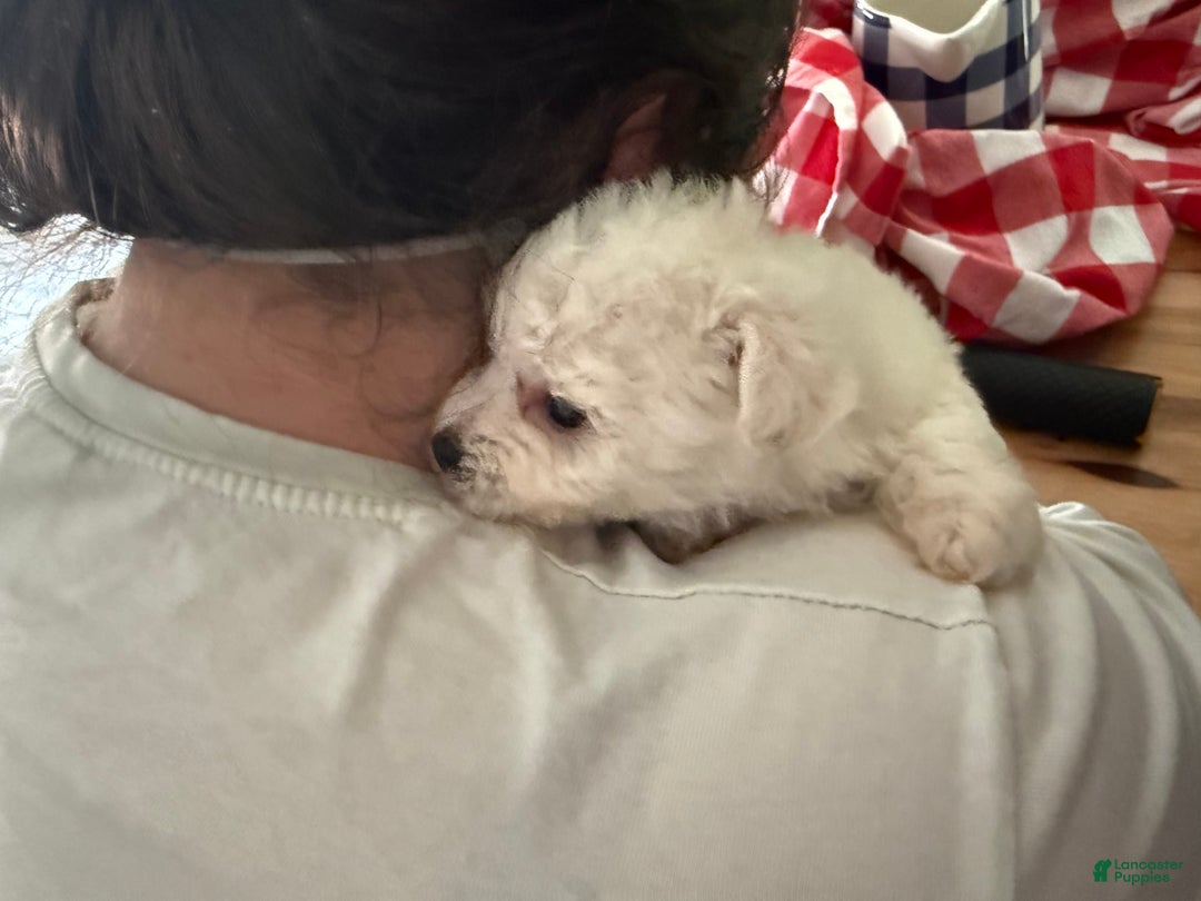 Bichon Frise dogs for sale: Prince - Image 14