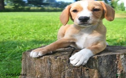 Golden Retriever dogs for sale: Sparky - Image 2