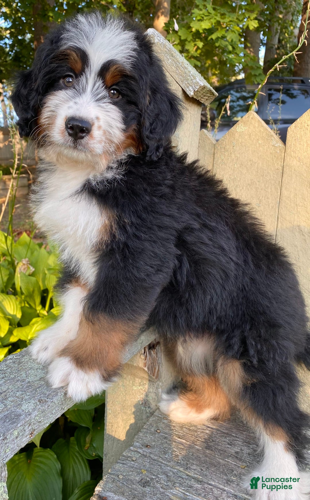 Mini Bernedoodle dogs for sale: 💚 In Boston Massachusetts 💚 Traditional Tri Color 💚 Mini Bernedoodle 💚 - Image 7