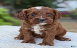 Cavapoo dogs for sale: Lincoln - Image 21