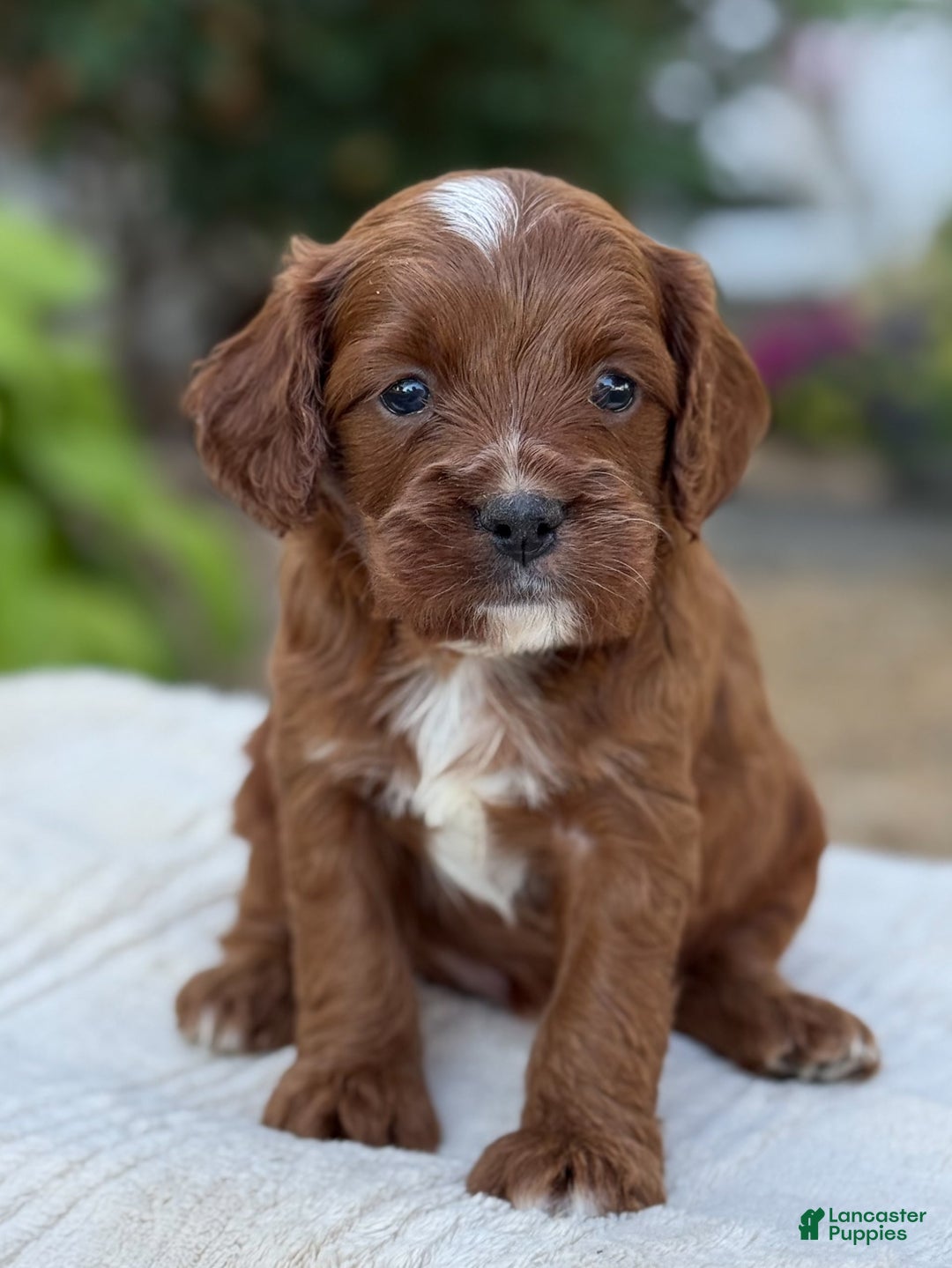 Cavapoo dogs for sale: Lincoln - Image 21