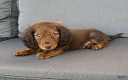 Miniature Dachshund dogs for sale: Rusty - Image 7