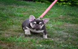 French Bulldog dogs for sale: Brooke - Image 8