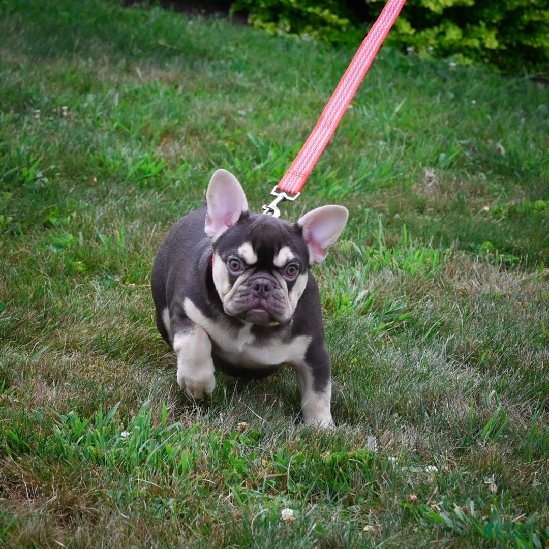 French Bulldog dogs for sale: Brooke - Image 8