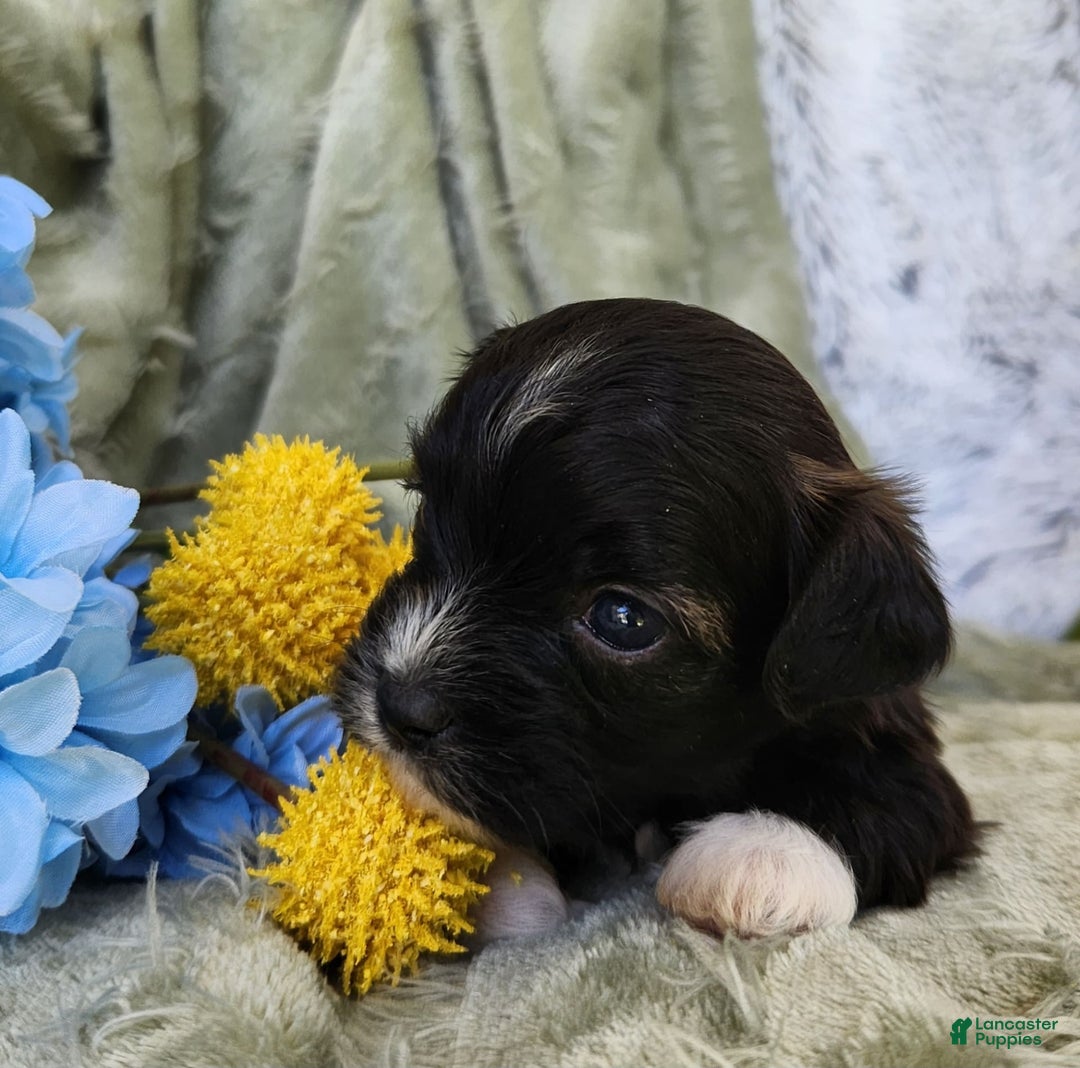 Shihpoo dogs for sale: Snickers - Image 3