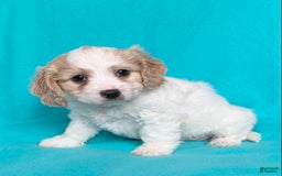 Cavachon dogs for sale: Tommy - Image 2