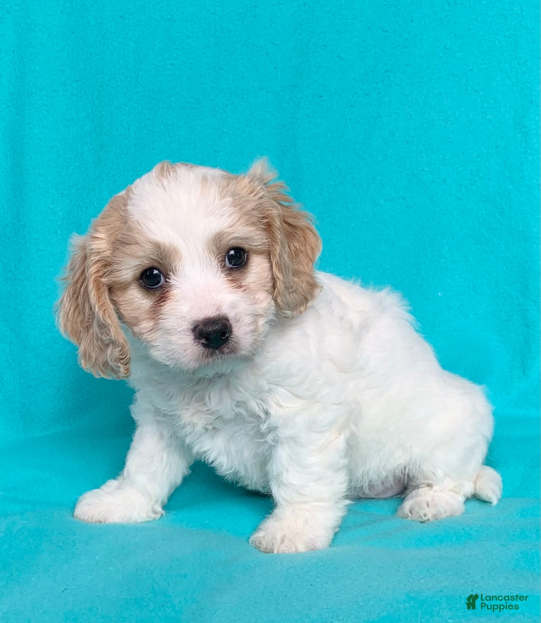 Cavachon dogs for sale: Tommy - Image 2