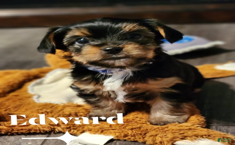 Yorkshire Terrier dogs for sale - Ad 1