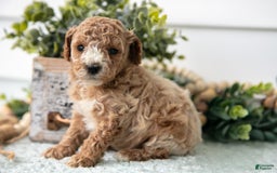 Miniature Poodle dogs for sale: Chanel - Image 1