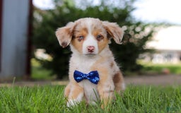 Mini Bernedoodle dogs for sale: Yeti - Image 1