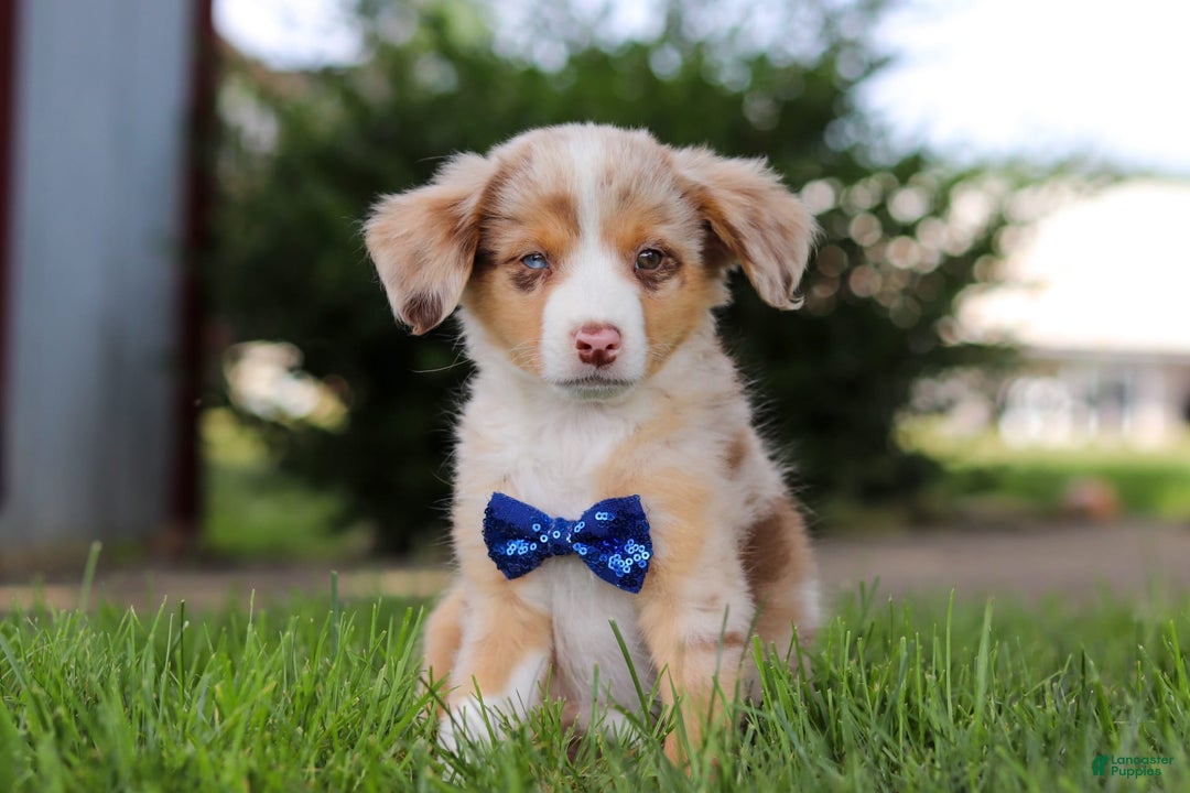 Mini Bernedoodle dogs for sale: Yeti - Image 1