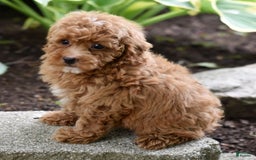 Miniature Poodle dogs for sale: Lucy - Image 4