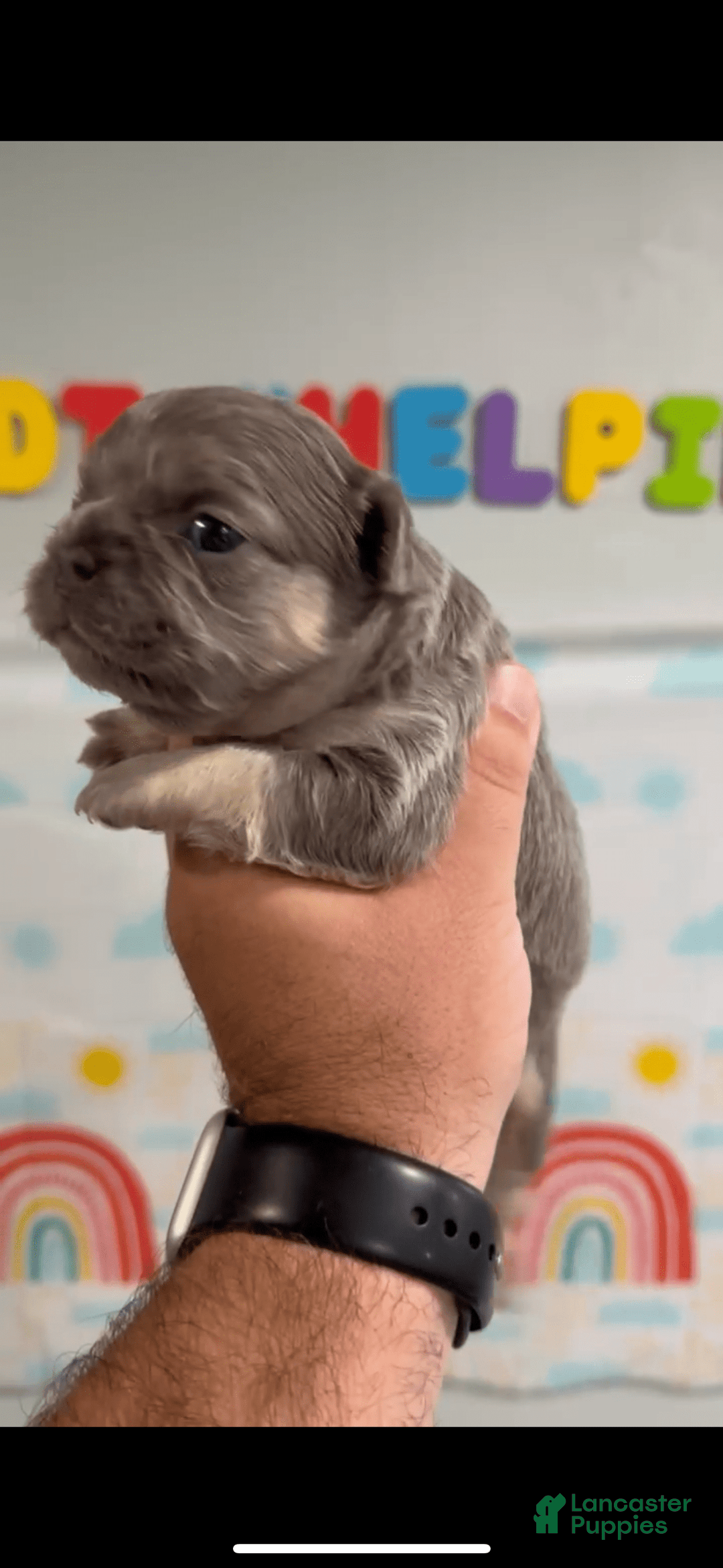 French Bulldog dogs for sale: Lilac and Tan Fluffy Big Rope - Image 5