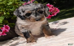 Mini Bernedoodle dogs for sale: Sage - Image 5