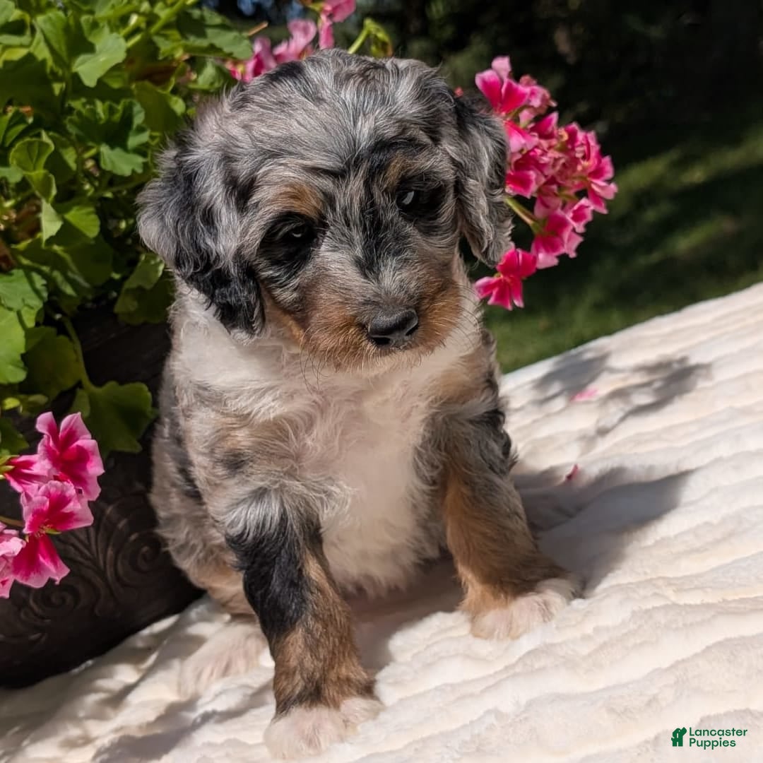 Mini Bernedoodle dogs for sale: Sage - Image 5