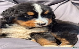 Bernese Mountain Dog dogs for sale: Red - Image 3