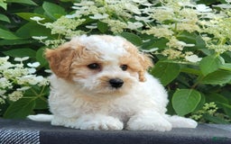 Bichpoo dogs for sale: Johnson - Image 2