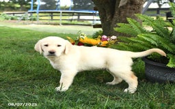 Goldador dogs for sale: Sarge - Image 2