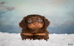 Miniature Dachshund dogs for sale: Benji - Image 1