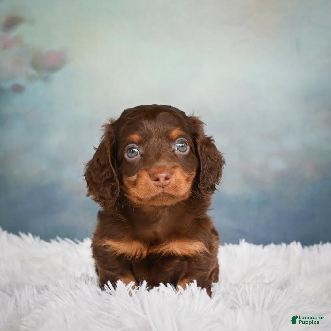Miniature Dachshund dogs for sale: Benji - Image 1