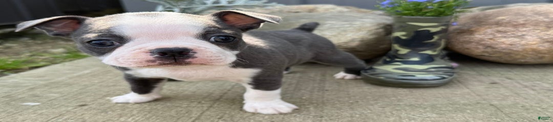 Tuffy