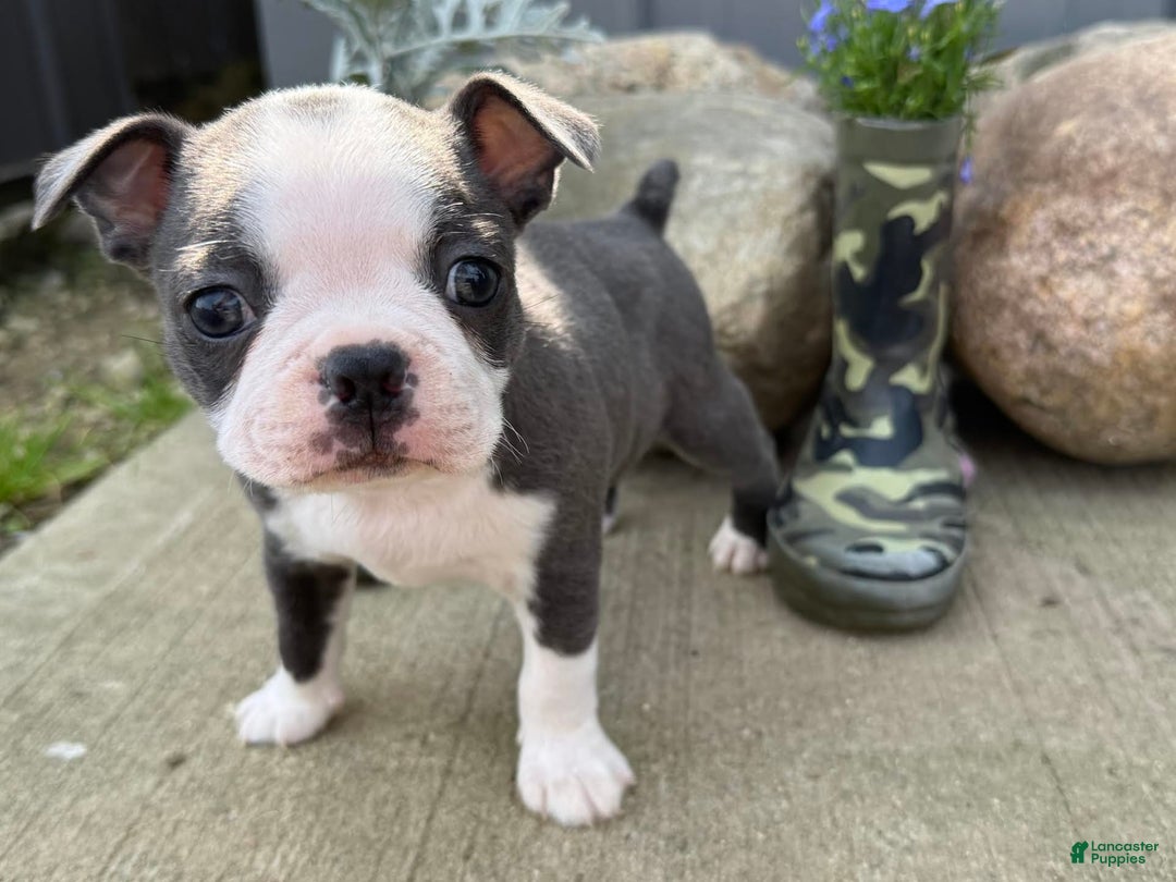 Boston Terrier dogs for sale: Tuffy - Image 7