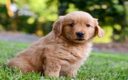 Golden Retriever dogs for sale: Keke - Image 4