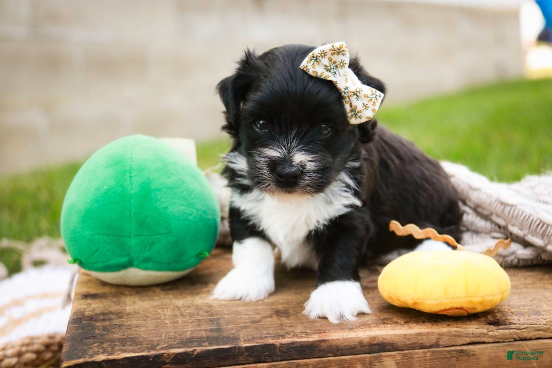 Havanese dogs for sale: Winnie - Image 6