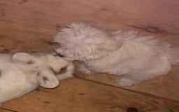 Maltese dogs for sale: Tutie - Image 17