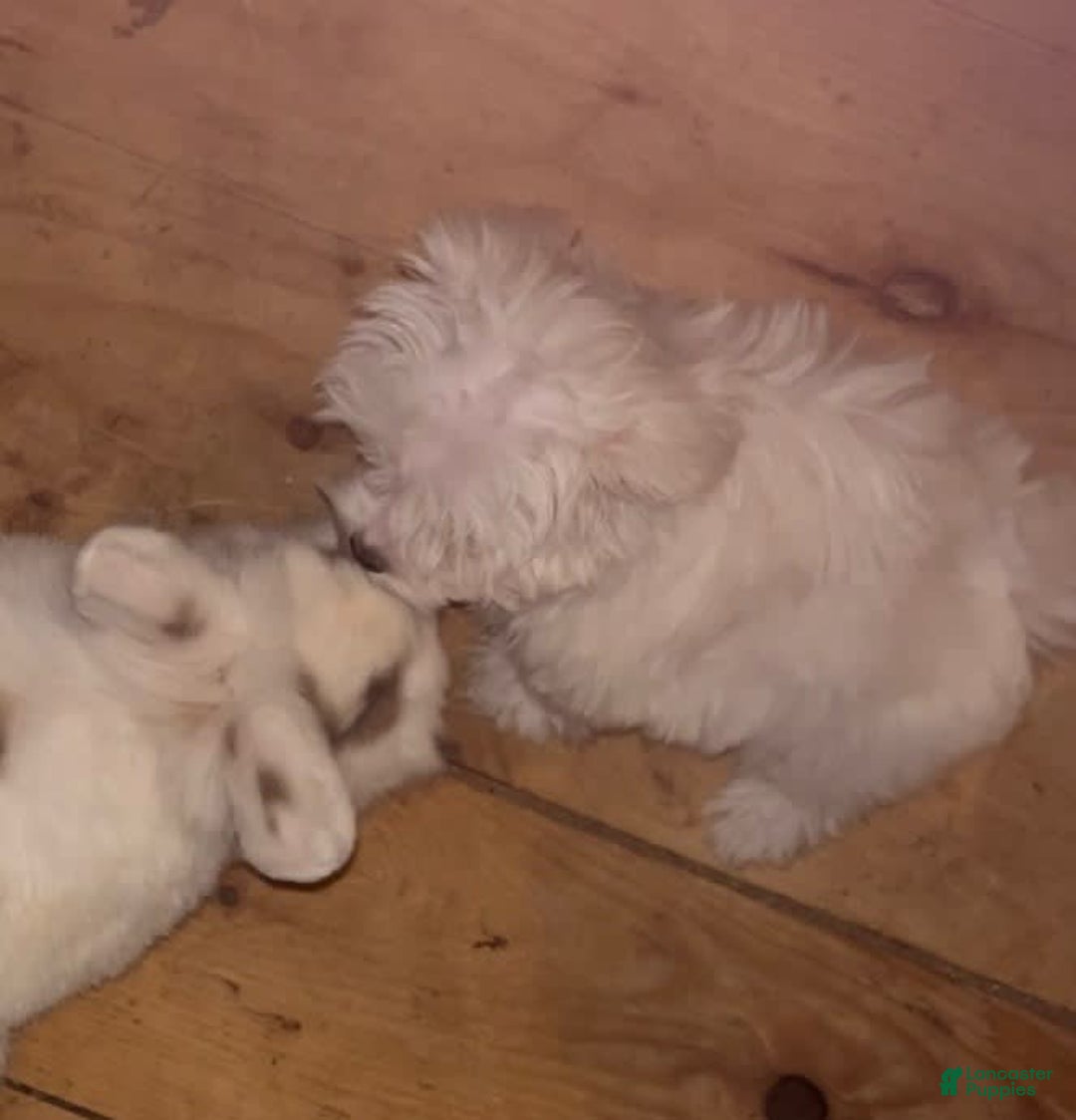Maltese dogs for sale: Tutie - Image 17