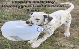 Dalmatian dogs for sale: Peppers Black Boy - Image 15