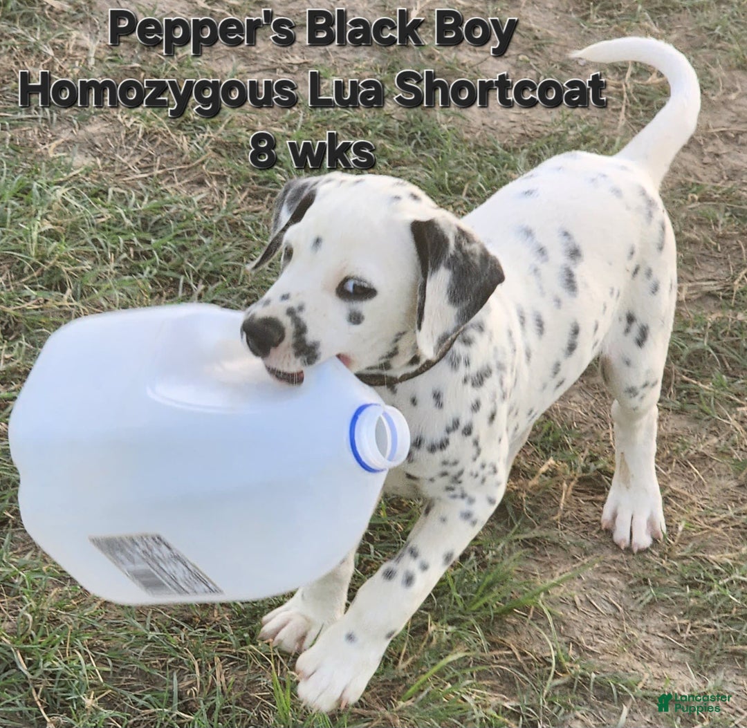 Dalmatian dogs for sale: Peppers Black Boy - Image 15