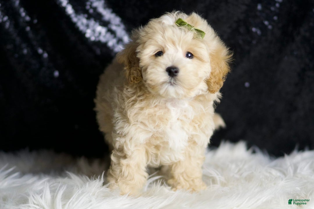Maltipoo dogs for sale: Maltipoo 6 puppies - Image 9