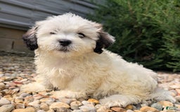 Teddy Bear dogs for sale: Custard - Image 8
