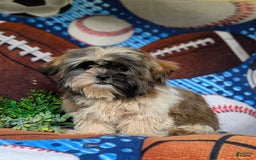 Shih Tzu dogs for sale: Dale - Image 1