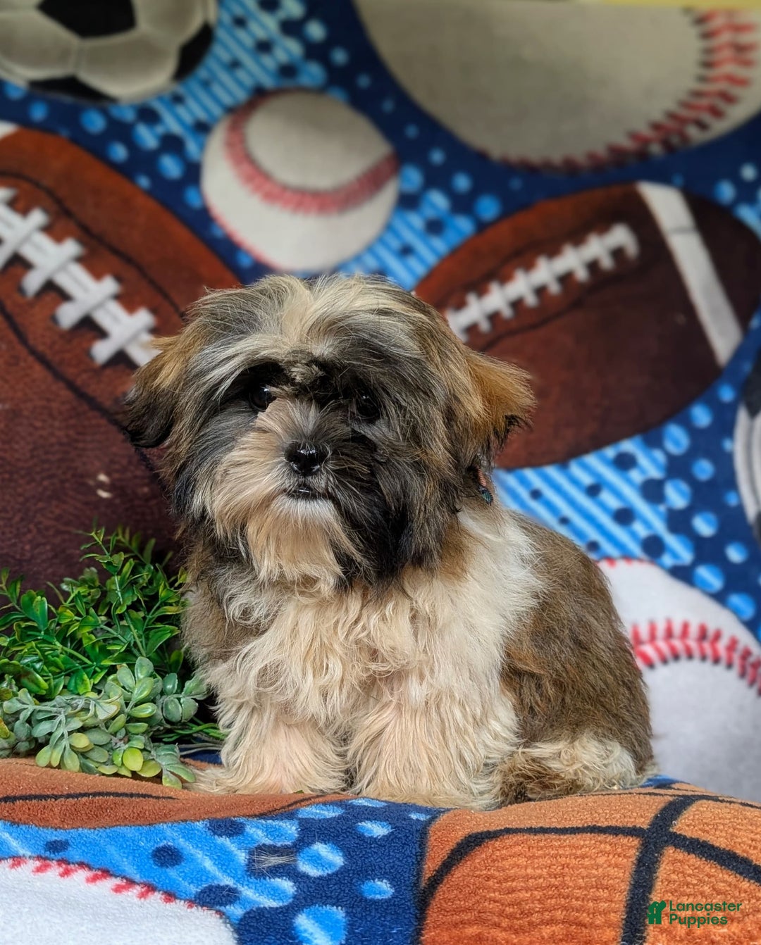 Shih Tzu dogs for sale: Dale - Image 1